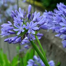 Blue Nile Agapanthus Flower seeds for Planting Wildflower Mix, Heirloom & GMO Free Seeds for Home Garden vegetable and garden seeds
