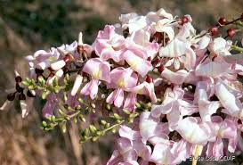 Pale Pink Gliricidia Sepium Flower seeds for Planting Bright Blooms, Heirloom & GMO Free Seeds for Home Garden vegetable and garden seeds