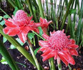 Red Green Torch Ginger Flower seeds for Planting Easy to Grow, Heirloom & GMO Free Seeds for Home Garden seeds for planting