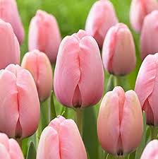 Baby Pink Tulip Flower seeds for Planting Hardy Variety, Heirloom & GMO Free Seeds for Home Garden vegetable and garden seeds