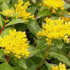 High quality Yellow Aizoon Flower seeds for Planting Perfect for Borders, Heirloom & GMO Free Seeds for Home Garden seeds pack