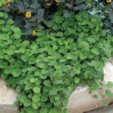 Premium Emerald Falls Dichondra House Flower seeds for Planting Fragrant Blossoms, Heirloom & GMO Free Seeds for Home Garden seeds
