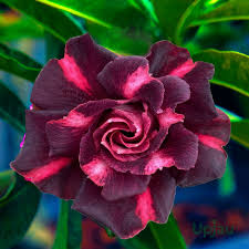 Maroon Adenium Flower seeds for Planting Garden Favorite, Heirloom & GMO Free Seeds for Home Garden seeds for planting