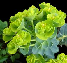 Green Euphorbia Myrsinites Flower seeds for Planting Cut Flower Favorite, Heirloom & GMO Free Seeds for Home Garden vegetable and garden seeds