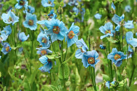 Premium Meconopsis Flower seeds for Planting Cut Flower Favorite, Heirloom & GMO Free Seeds for Home Garden seeds