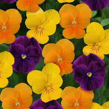 Orange Viola Sorbet Flower seeds for Planting Fragrant Blossoms, Heirloom & GMO Free Seeds for Home Garden seeds for home gardening