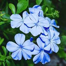 Premium Plumbago Flower seeds for Planting Cut Flower Favorite, Heirloom & GMO Free Seeds for Home Garden seeds