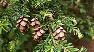 Planting Brown Tsuga Heterophylla Tree Seeds