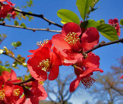 Premium Red Quince Flower seeds for Planting Shade Tolerant, Heirloom & GMO Free Seeds for Home Garden seeds