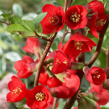 Red Quince Flower seeds for Planting Shade Tolerant, Heirloom & GMO Free Seeds for Home Garden seeds for planting