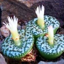 Green Conophytum Obcordellum Flower seeds for Planting Perfect for Borders, Heirloom & GMO Free Seeds for Home Garden vegetable and garden seeds