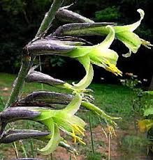 High quality Green Puya Mirabilis Flower seeds for Planting Hardy Variety, Heirloom & GMO Free Seeds for Home Garden seeds pack