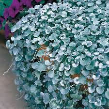 Premium Silver Dichondra Flower seeds for Planting Fragrant Blossoms, Heirloom & GMO Free Seeds for Home Garden seeds