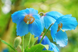 High quality Meconopsis Flower seeds for Planting Cut Flower Favorite, Heirloom & GMO Free Seeds for Home Garden seeds pack