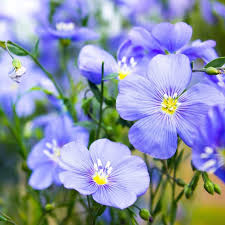 Blue Usitatissimum Flower seeds for Planting Low Maintenance, Heirloom & GMO Free Seeds for Home Garden seeds for planting