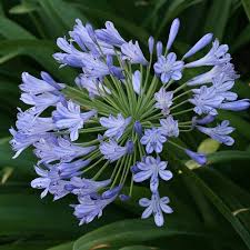 High quality Blue Nile Agapanthus Flower seeds for Planting Wildflower Mix, Heirloom & GMO Free Seeds for Home Garden seeds pack