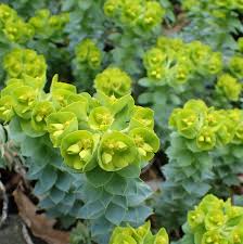 High quality Green Euphorbia Myrsinites Flower seeds for Planting Cut Flower Favorite, Heirloom & GMO Free Seeds for Home Garden seeds pack