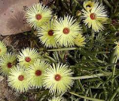 High quality Yellow Cephalophyllum Pillansii Flower seeds for Planting Vibrant Colors, Heirloom & GMO Free Seeds for Home Garden seeds pack