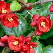 Red Quince Flower seeds for Planting Shade Tolerant, Heirloom & GMO Free Seeds for Home Garden vegetable and garden seeds