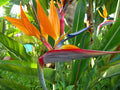 Orange Violet Strelitzia Flower seeds for Planting Compact Growth, Heirloom & GMO Free Seeds for Home Garden seeds for planting
