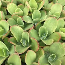 Premium Green Echeveria Palida Flower seeds for Planting Pollinator Friendly, Heirloom & GMO Free Seeds for Home Garden seeds