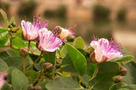 Premium White Pink Capparis Spinosa Flower seeds for Planting Drought Tolerant, Heirloom & GMO Free Seeds for Home Garden seeds