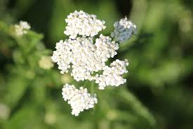 Premium Yarrow Flower seeds for Planting Low Maintenance, Heirloom & GMO Free Seeds for Home Garden seeds