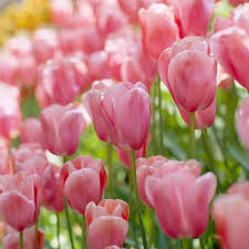 High quality Baby Pink Tulip Flower seeds for Planting Hardy Variety, Heirloom & GMO Free Seeds for Home Garden seeds pack