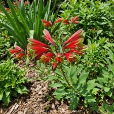 Red Alstroemeria Psittacina Flower seeds for Planting Cottage Garden Essential, Heirloom & GMO Free Seeds for Home Garden vegetable and garden seeds