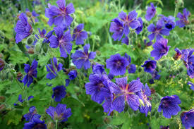 Premium Cranesbill Flower seeds for Planting Premium Quality, Heirloom & GMO Free Seeds for Home Garden seeds