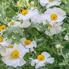Coulteri Flower seeds for Planting - Cottage Garden Essential, Heirloom & GMO Free Seeds for Home Garden