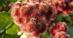 Premium Red Rhus Aromatica Flower seeds for Planting Cottage Garden Essential, Heirloom & GMO Free Seeds for Home Garden seeds