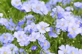 Blue Usitatissimum Flower seeds for Planting Low Maintenance, Heirloom & GMO Free Seeds for Home Garden vegetable and garden seeds