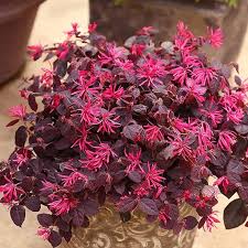 Red Loropetalum Flower seeds for Planting Vibrant Colors, Heirloom & GMO Free Seeds for Home Garden vegetable and garden seeds