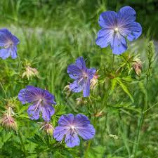 High quality Cranesbill Flower seeds for Planting Premium Quality, Heirloom & GMO Free Seeds for Home Garden seeds pack