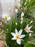 Zephyranthes Candida Flower seeds for Planting Shade Tolerant, Heirloom & GMO Free Seeds for Home Garden seeds for planting