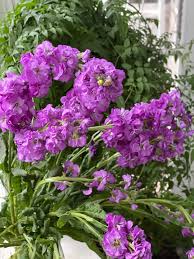 Premium Violet Matthiola Flower seeds for Planting Sun Loving, Heirloom & GMO Free Seeds for Home Garden seeds