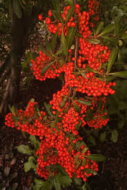 Red Pyracantha Fortuneana Flower seeds for Planting Colorful Display, Heirloom & GMO Free Seeds for Home Garden vegetable and garden seeds