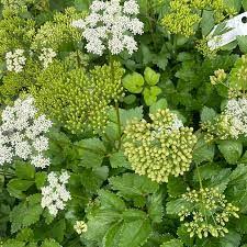 Premium Scotch Lovage (Ligusticum scoticum) Flower seeds for Planting Wildflower Mix, Heirloom & GMO Free Seeds for Home Garden seeds