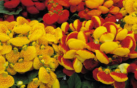 High quality Yellow Calceolaria Crenatiflora Flower seeds for Planting Drought Tolerant, Heirloom & GMO Free Seeds for Home Garden seeds pack