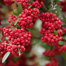 Premium Red Pyracantha Fortuneana Flower seeds for Planting Colorful Display, Heirloom & GMO Free Seeds for Home Garden seeds