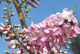 Premium Pale Pink Gliricidia Sepium Flower seeds for Planting Bright Blooms, Heirloom & GMO Free Seeds for Home Garden seeds