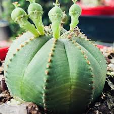 Premium Green Euphorbia Obesa Flower seeds for Planting Perfect for Borders, Heirloom & GMO Free Seeds for Home Garden seeds