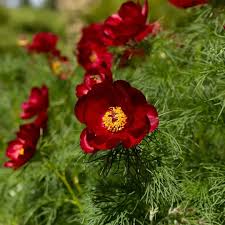 Premium Paeonia Tenuifolia Flower seeds for Planting Shade Tolerant, Heirloom & GMO Free Seeds for Home Garden seeds