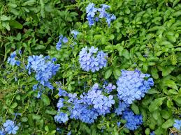 Plumbago Flower seeds for Planting Cut Flower Favorite, Heirloom & GMO Free Seeds for Home Garden vegetable and garden seeds