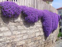 High quality Purple Aubrieta Cascade Flower seeds for Planting Shade Tolerant, Heirloom & GMO Free Seeds for Home Garden seeds pack