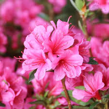 Pink Azalea Perennial Flower seeds for Planting Seasonal Bloomer, Heirloom & GMO Free Seeds for Home Garden seeds for home gardening