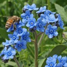 Premium Cynoglossum Flower seeds for Planting Hardy Variety, Heirloom & GMO Free Seeds for Home Garden seeds