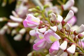 High quality Pale Pink Gliricidia Sepium Flower seeds for Planting Bright Blooms, Heirloom & GMO Free Seeds for Home Garden seeds pack