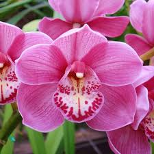 Premium Nema Cymbidium Orchid Flower seeds for Planting Drought Tolerant, Heirloom & GMO Free Seeds for Home Garden seeds